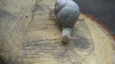 4K 'da ağaç kütüğündeki yüksek kaliteli salyangoz videosu.