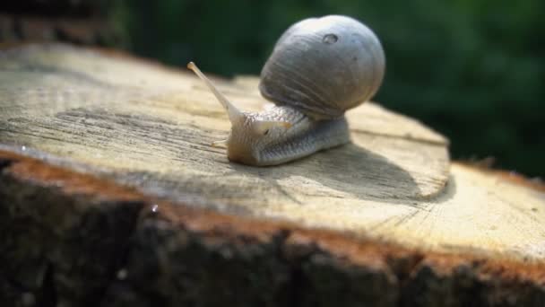 Hochwertiges Video der Schnecke auf dem Baumstumpf in 4K — Stockvideo