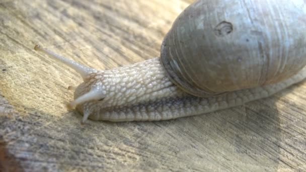 Vídeo de alta qualidade de caracol no toco da árvore em 4K — Vídeo de Stock