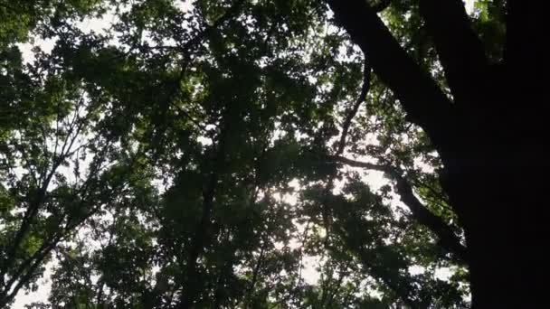 Olhando para as folhas verdes na floresta — Vídeo de Stock