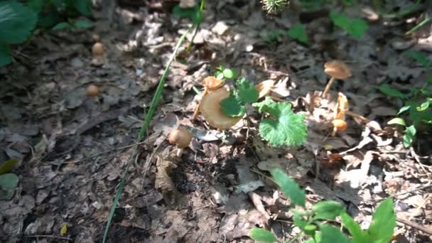 De hand van de jonge man verzamelt paddestoelen — Stockvideo