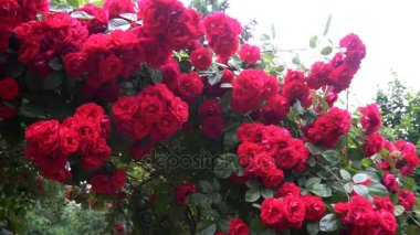 yaban gülü bir kemer şeklinde büyüyen çiçekler