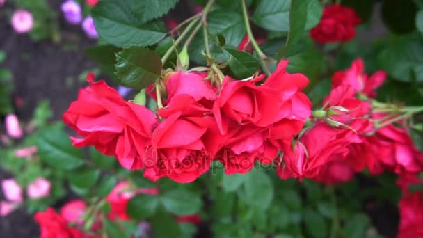 Blommorna är vilda rosor växer i form av en båge — Stockvideo