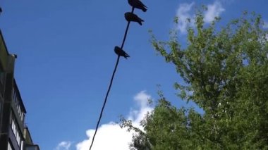 Birkaç güvercin tel üzerinde oturan