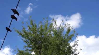 Birkaç güvercin tel üzerinde oturan