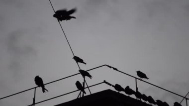Çatıda bir tel üzerinde oturan kargalar