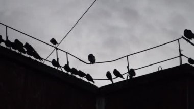 Çatıda bir tel üzerinde oturan kargalar