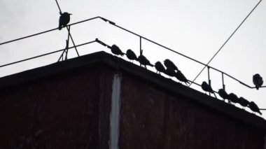 Çatıda bir tel üzerinde oturan kargalar