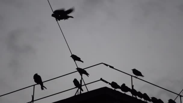 Вороны сидят на проволоке на крыше — стоковое видео