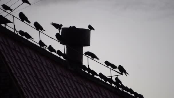 Çatıda bir tel üzerinde oturan kargalar — Stok video