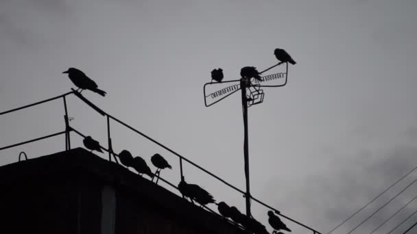 坐在屋顶上的一根电线上的乌鸦 — 图库视频影像