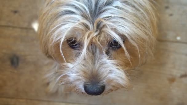 Retrato de um Yorkshire Terrier no quarto do apartamento — Vídeo de Stock