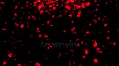 Gül yaprakları siyah arka plan üzerine düşen