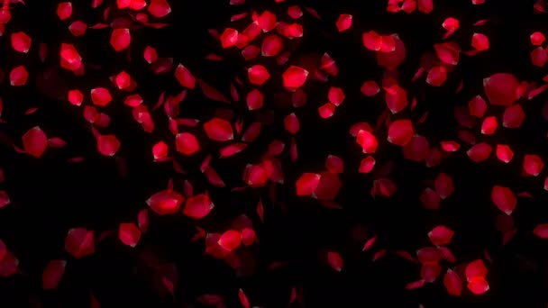 Falling Rose Petals on black background — Stock Video