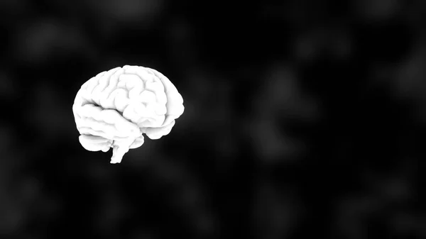 3D человеческий белый мозг на черном фоне, научная анатомия, 3D рендеринг — стоковое фото