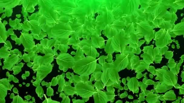 Fallende grüne Blätter, 3D-Darstellung. Computer generiert schönen abstrakten Hintergrund — Stockvideo