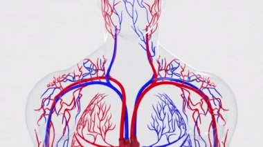 Anatomy of the human circulatory system from head to toe, computer generated. 3d rendering blood vessels. The science background