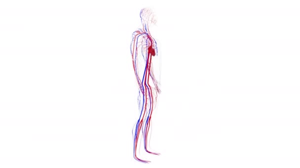 Анатомія системи кровообігу людини від голови до ноги, створений комп'ютер. Тривимірні кровоносні судини. Науковий фон — стокове відео