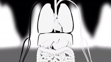 Hand-drawn demonstration of human internal organs, computer generated. 3d rendering cartoon background