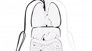 Hand-drawn demonstration of human internal organs, computer generated. 3d rendering cartoon background