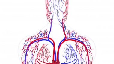 İnsan dolaşım sisteminin dönüşümlü modeli. 3 boyutlu kan damarları hazırlanıyor. Tıbbi geçmiş, bilgisayar üretimi..