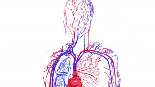 Modelo rotativo do sistema circulatório humano. 3d renderização de vasos sanguíneos. A formação médica, gerada por computador. — Vídeo de Stock