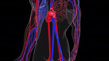 İnsan dolaşım sisteminin dönüşümlü modeli. 3 boyutlu kan damarları hazırlanıyor. Tıbbi geçmiş, bilgisayar üretimi..