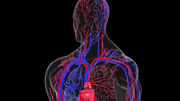 İnsan dolaşım sisteminin dönüşümlü modeli. 3 boyutlu kan damarları hazırlanıyor. Tıbbi geçmiş, bilgisayar üretimi.. — Stok video