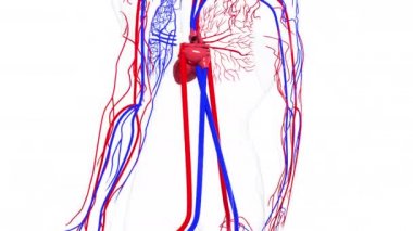 İnsan dolaşım sisteminin dönüşümlü modeli. 3 boyutlu kan damarları hazırlanıyor. Tıbbi geçmiş, bilgisayar üretimi..
