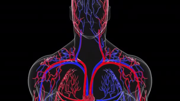 İnsan dolaşım sisteminin dönüşümlü modeli. 3 boyutlu kan damarları hazırlanıyor. Tıbbi geçmiş, bilgisayar üretimi.. — Stok video