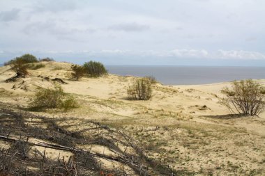 Güzel beyaz kum dune ve yaz aylarında Baltık Denizi üzerinde ağaç manzara
