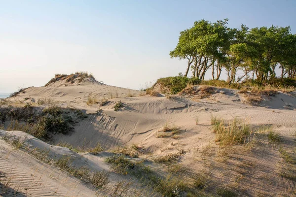 Hermosa duna de arena blanca y árbol sobre el mar Báltico en el verano, paisaje — Foto de Stock