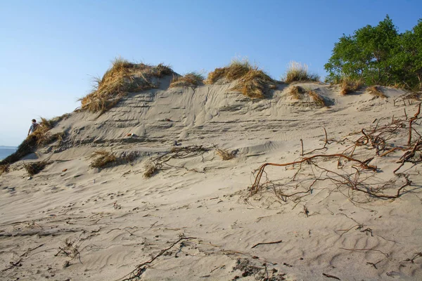 Hermosa duna de arena blanca y árbol sobre el mar Báltico en el verano, paisaje — Foto de Stock
