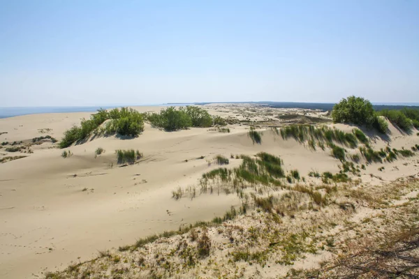 美丽的白色沙丘和树在波罗的海在夏天, 风景 — 图库照片