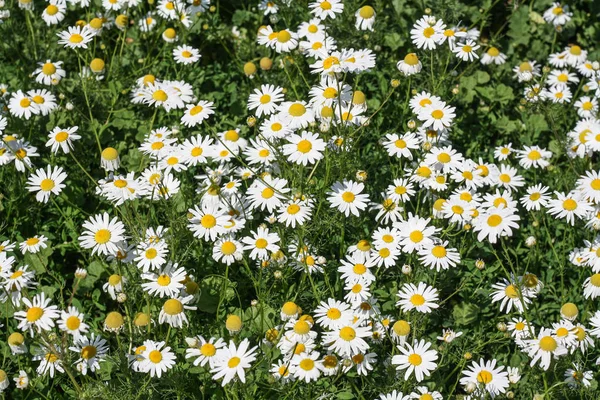 Kamille Feld, grünes Gras, Sommer Foto — Stockfoto