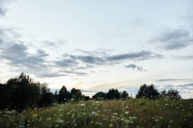  Ağaçların arka planında çiçekler olan yeşil tarla