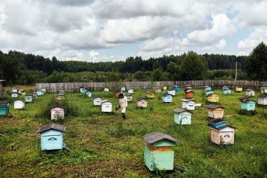  Arı yetiştiricisi bal toplamak için çalışır. Apiary