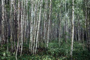 Bir sürü ağaç, yaz huş ağacı yeşil orman