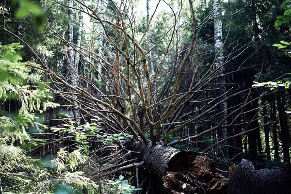 森の中で倒れた古い枝の木 高品質の写真 — ストック写真