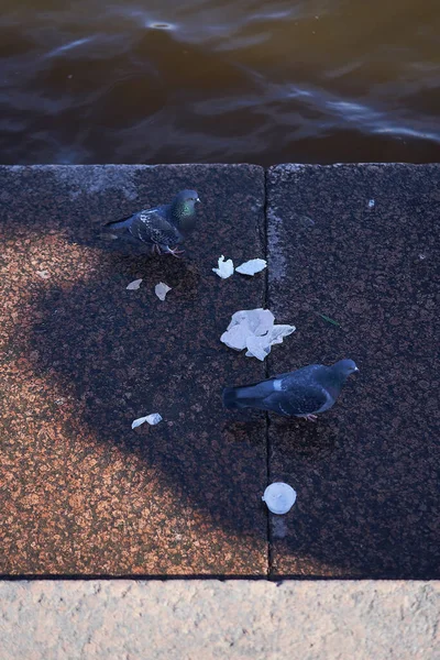 Birds stand next to water surrounded by plastic