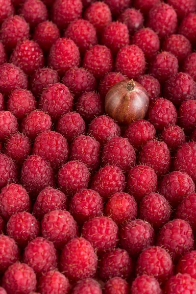 Frambuesas, bayas, frambuesas, jardín, bayas de temporada, verano, bayas dulces, bayas en la mesa — Foto de Stock