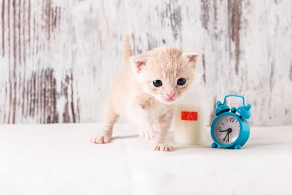 Alimentar Gatito Biberón Tiempo Gatito Una Botella Leche Reloj — Foto de Stock