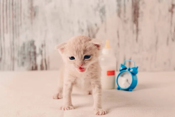 Годування Кошеня Пляшки Вчасно Кошеня Пляшка Молока Годинник — стокове фото