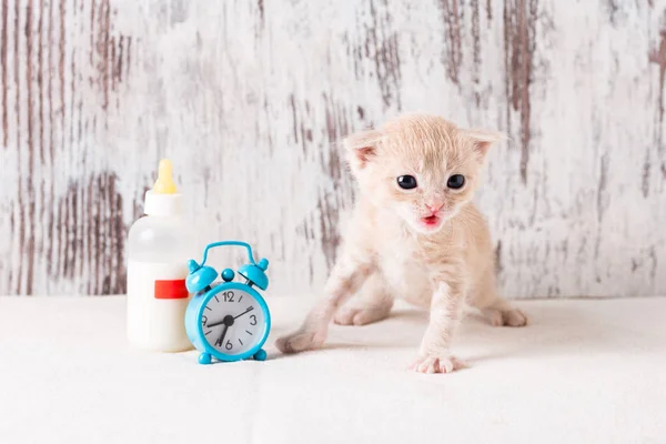 Bir Kedi Yavrusu Bir Şişe Besleme Zaman Bir Yavru Kedi — Stok fotoğraf