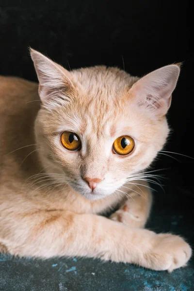 Red Cat Black Background Portrait Pet Close — Stock Photo, Image