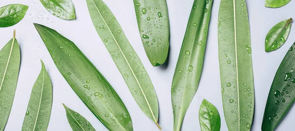 Фон свіжого зеленого листя, плоска — стокове фото
