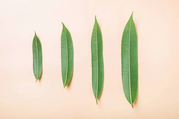 Groene bladeren op beige achtergrond, vlakke lay-out, bovenaanzicht, achtergrond — Stockfoto