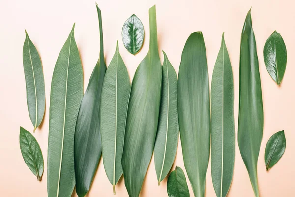 Groene bladeren op beige achtergrond, vlakke lay-out, bovenaanzicht, achtergrond — Stockfoto