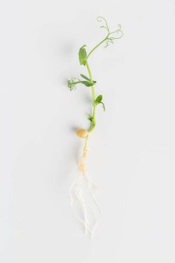 Sprouts of peas, micro greens on a white background, macro
