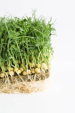 Sprouts of peas, micro greens on a white background, macro